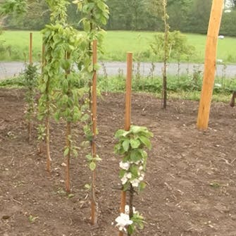 Gjødsel til frukttrær Gjødsel til frukttrær